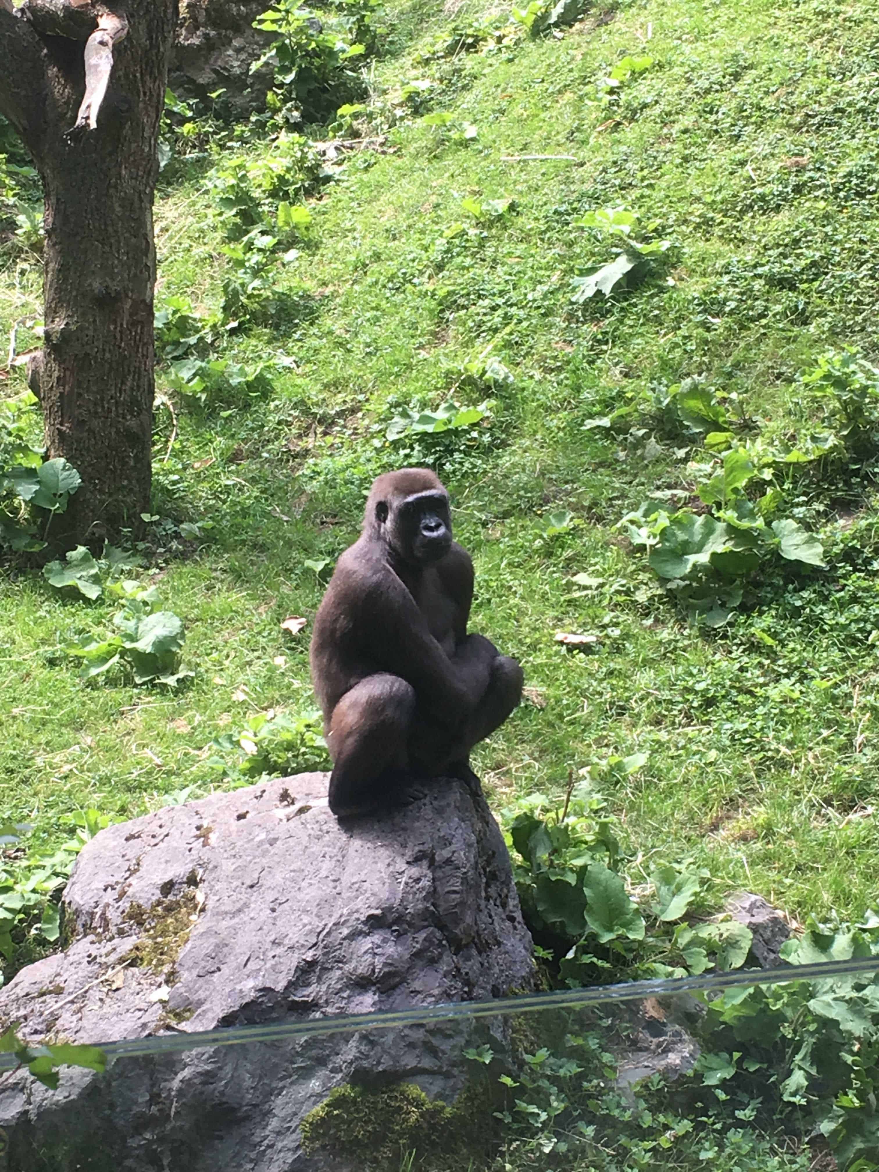 praktikum zoo duisburg