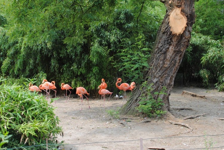 Even after 2 years of frequent visiting, the Duisburg Zoo never gets old. The shows, food and parks are the topic of conversation for many days afterwards.