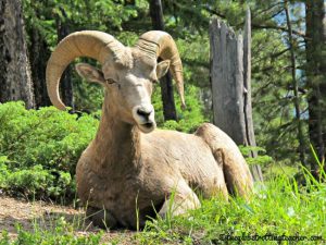 IMG_Big Horn Sheep