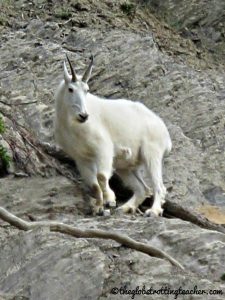 IMG_Wooly Mountain Goat Jasper