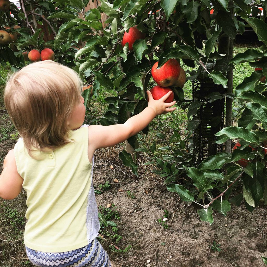 Pumpkin festival and apple picking filled our busy weekend. Now we have carved pumkpins, apple pie and a new apfelringe recipe for next weekend. Never dull!