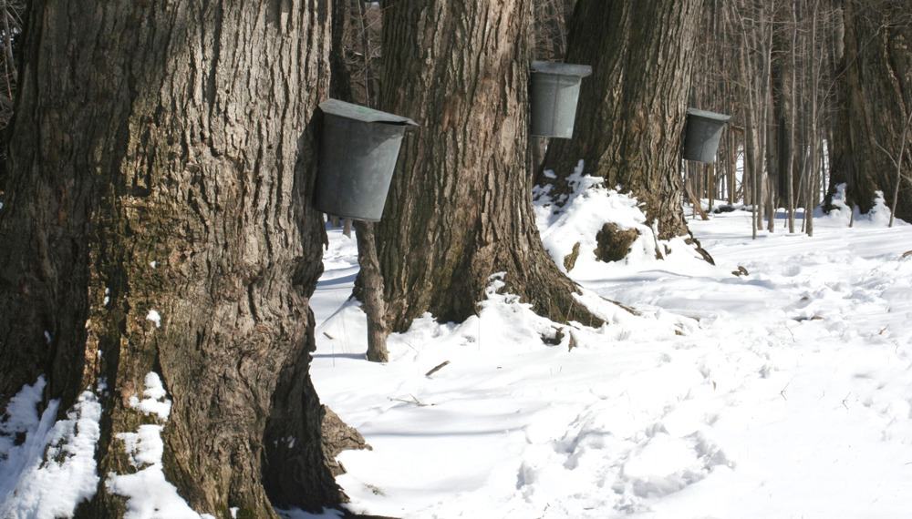 Maple FAQs – Fulton's Sugar Bush and Maple Shop