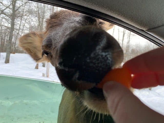 Parc Oméga is an animal park that will allow you to discover animals from Quebec and Canada