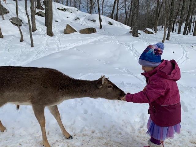 Parc Oméga is an animal park that will allow you to discover animals from Quebec and Canada