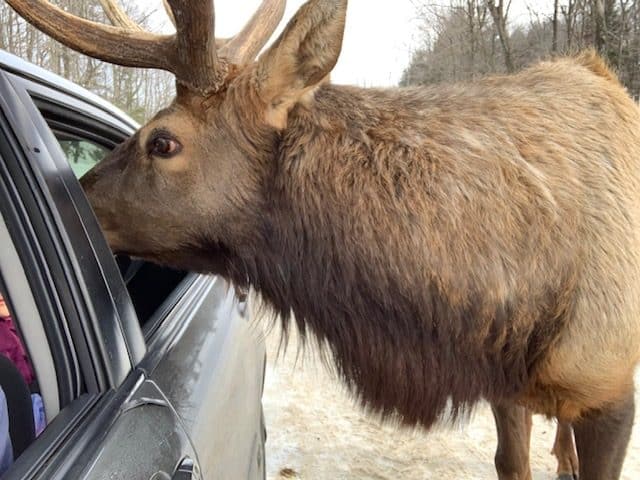 Parc Oméga is an animal park that will allow you to discover animals from Quebec and Canada