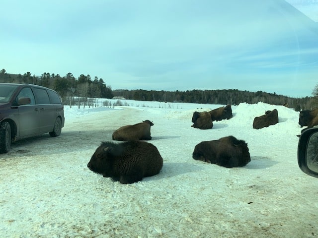 Parc Oméga is an animal park that will allow you to discover animals from Quebec and Canada