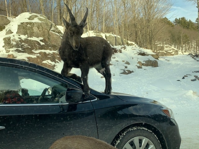 Parc Oméga is an animal park that will allow you to discover animals from Quebec and Canada