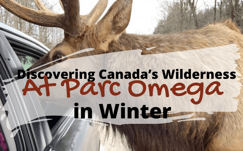 Parc Oméga is an animal park that will allow you to discover animals from Quebec and Canada