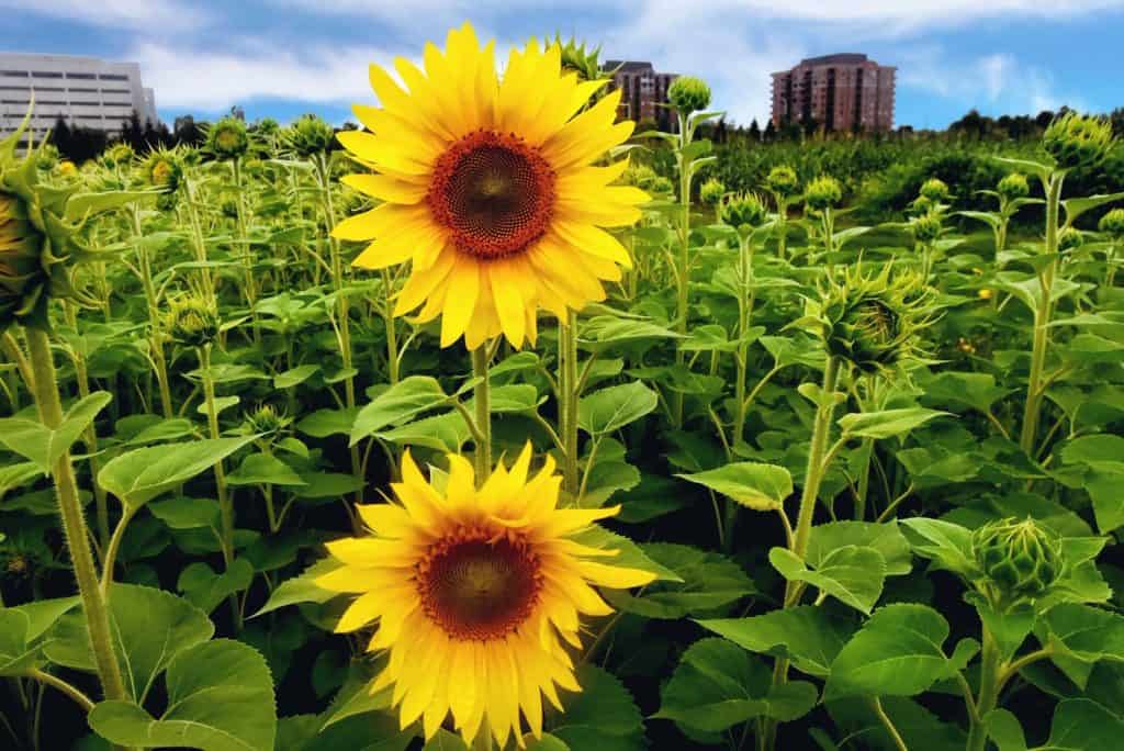 Visit a Sunflower field in Ottawa this summer