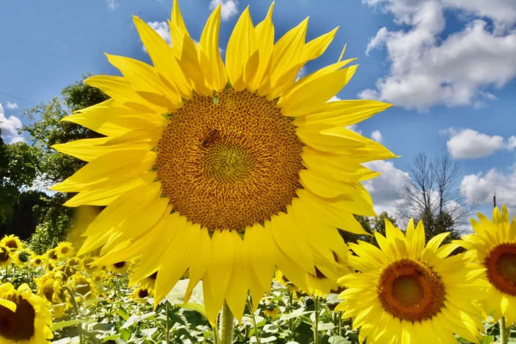 Visit a Sunflower field in Ottawa this summer