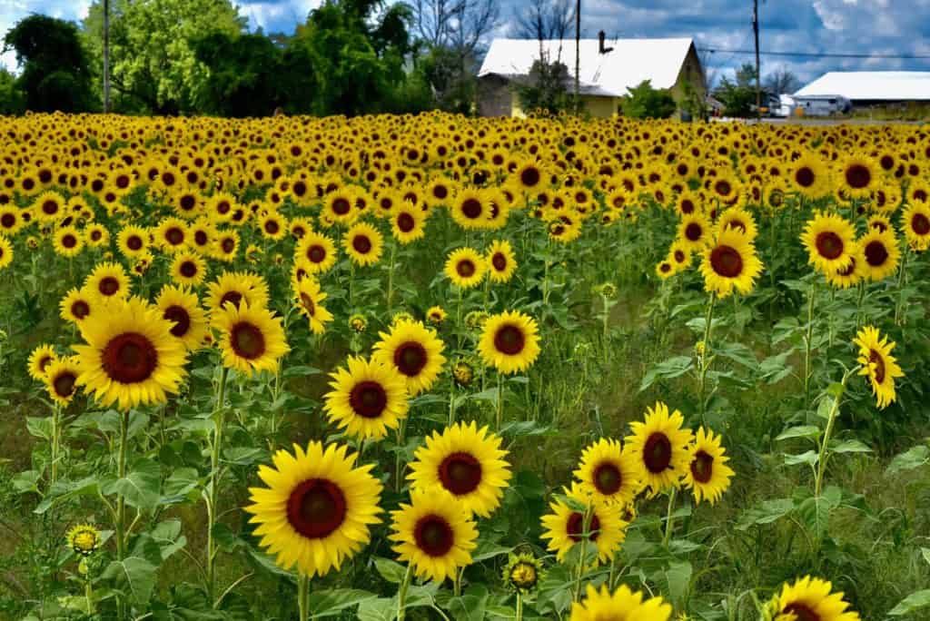 Visit a Sunflower field in Ottawa this summer