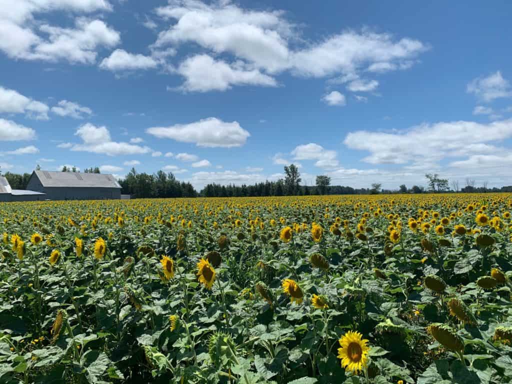 Visit a Sunflower field in Ottawa this summer