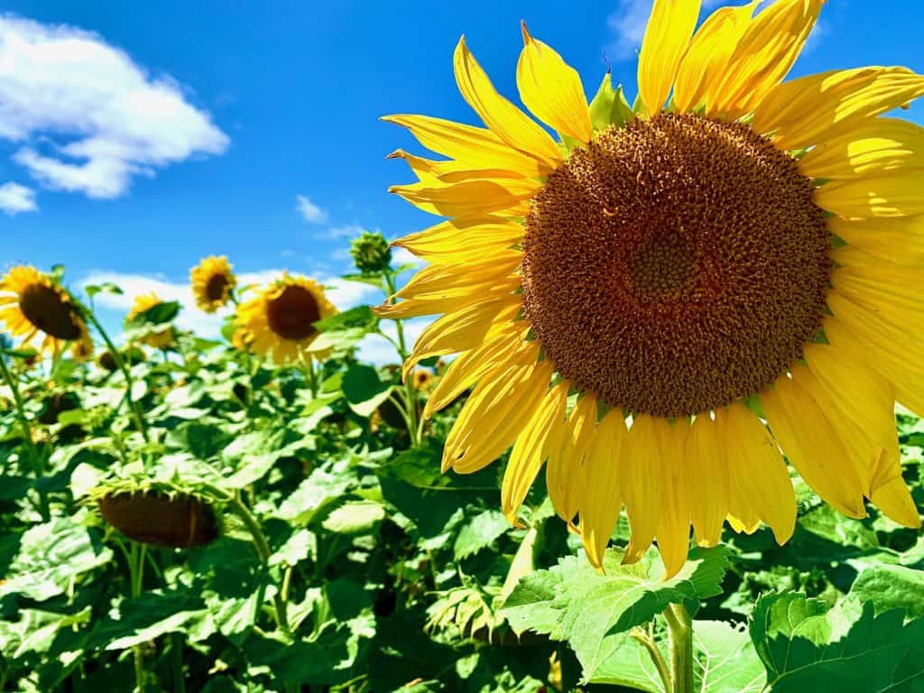 Visit a Sunflower field in Ottawa this summer