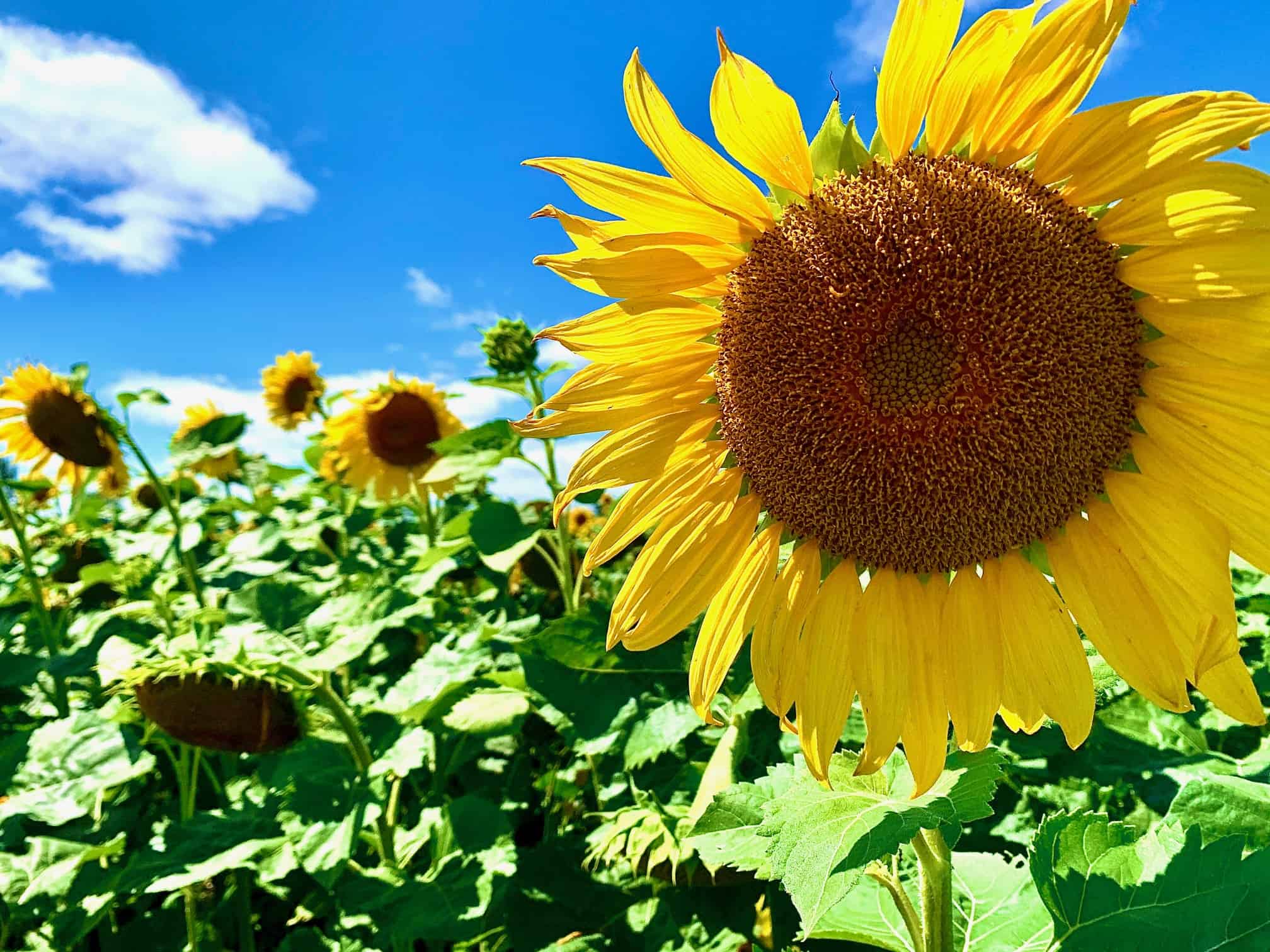 Visit a Sunflower field in Ottawa this summer • Tapped Out Travellers