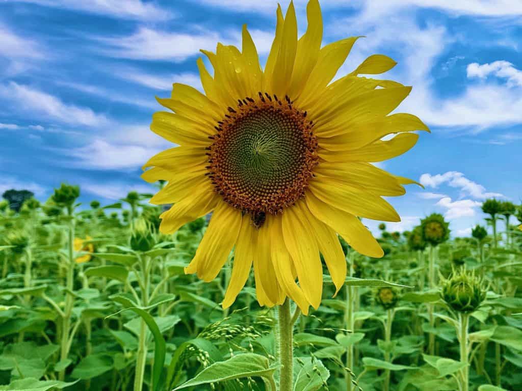 Visit a Sunflower field in Ottawa this summer
