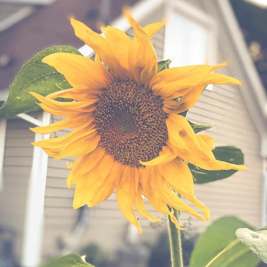 Visit a Sunflower field in Ottawa this summer