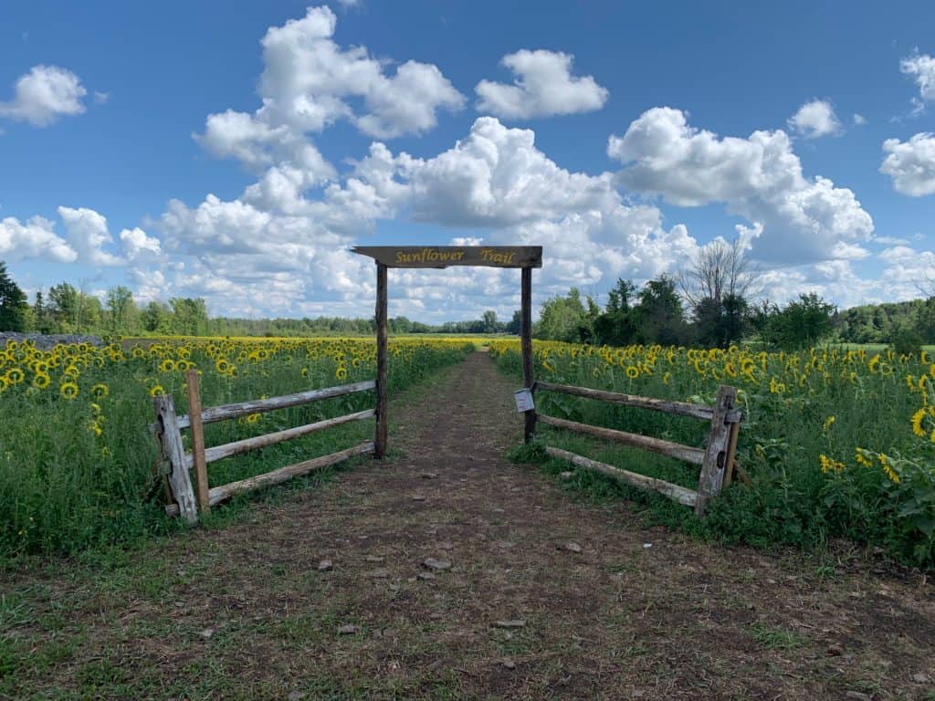 Visit a Sunflower field in Ottawa this summer