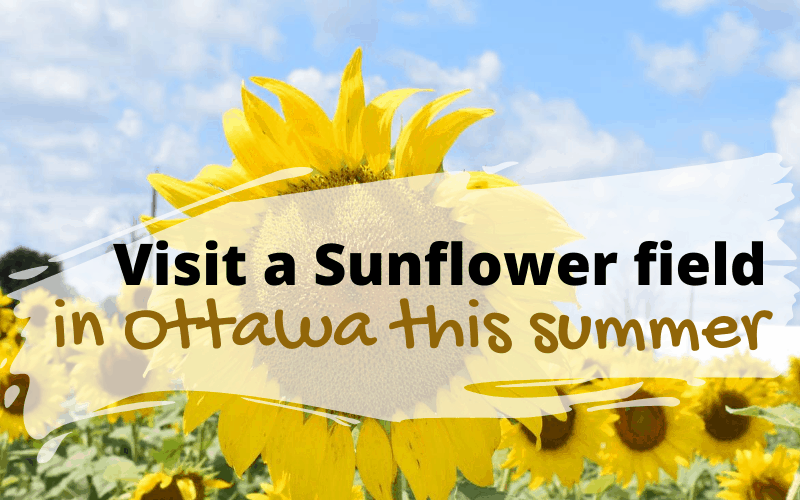 Visit a Sunflower field in Ottawa this summer