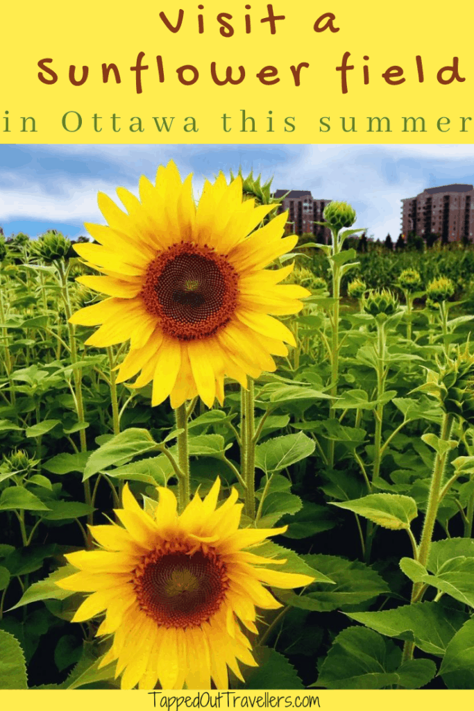 Visit a Sunflower field in Ottawa this summer