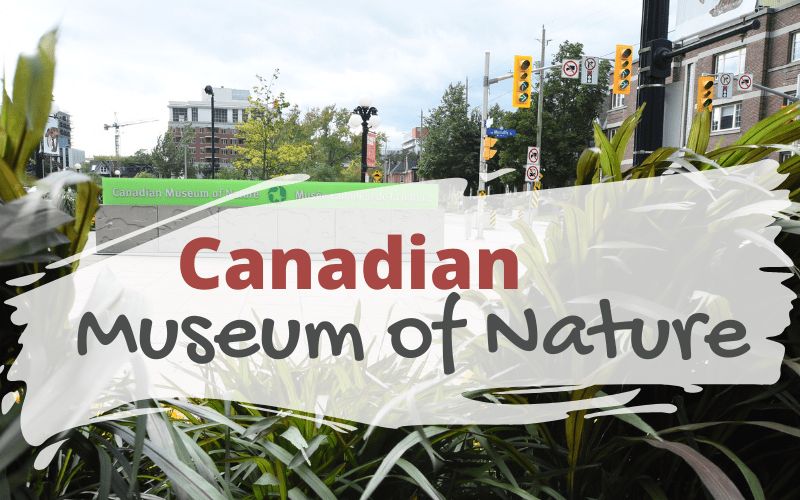 Canadian Museum of Nature. What to Expect from the Butterfly Exhibit at the Canadian Museum of Nature #butterflies #MuseumOfNature